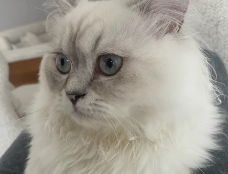 British Longhair Sütlaç Eş Arıyor - 118963771