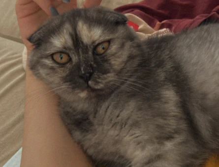 Scottish Fold Kedime British Bir Eş Arıyor - 118963773