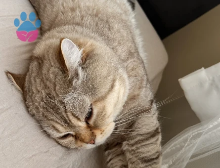 British Shorthair Ateş Eş Arıyor