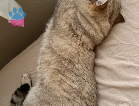 British Shorthair Ateş Eş Arıyor