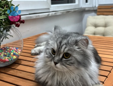 Kızımıza eş arıyoruz