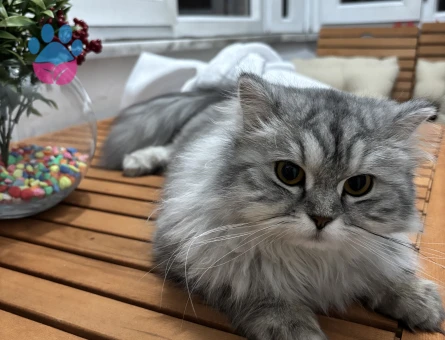 Kızımıza eş arıyoruz