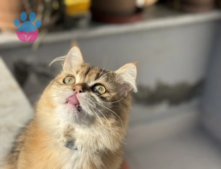 British longhair kedime dişi eş arıyorum