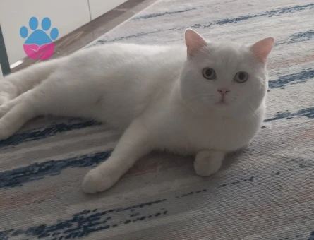 British oglumuza eş ariyoruz