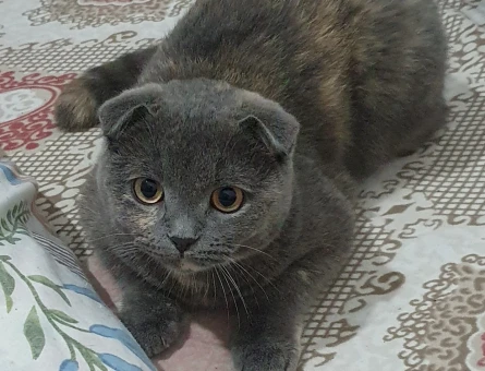 Scottish Fold Dişi - 118975678
