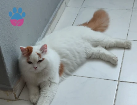 Oğlumuza Eş arıyoruz