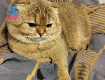 Golden Scottish Fold