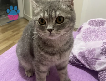 Beyaz erkek eş arıyoruz