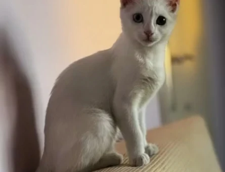 KEDİM LİLA YA ERKEK KOCA ARANİYOR - 118975687