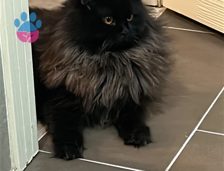 British Longhair Kedime Dişi eş arıyoruz