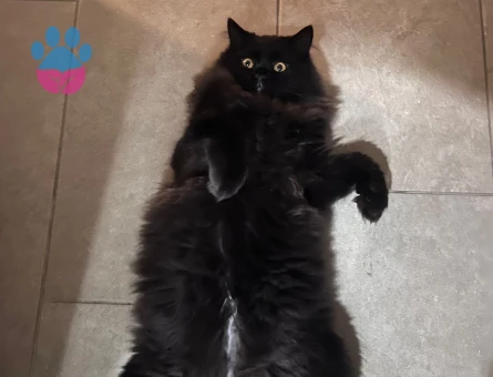 British Longhair Kedime Dişi eş arıyoruz