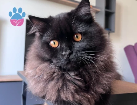 British Longhair Kedime Dişi eş arıyoruz