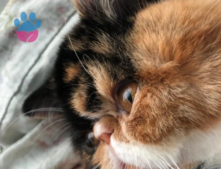 EXOTİC SHORTHAİR 1 Yaşında Eş Arıyor