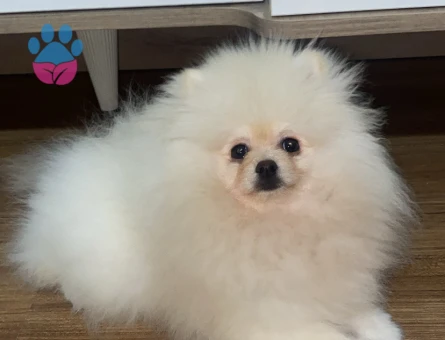 pomeranian dişi arıyorum
