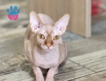 Sfenks dişi 1,5 Yaşında Eş Arıyor