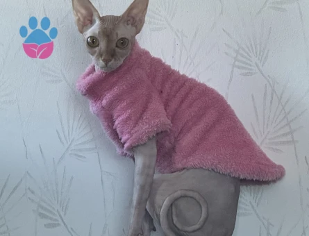 Sfenks dişi 1,5 Yaşında Eş Arıyor