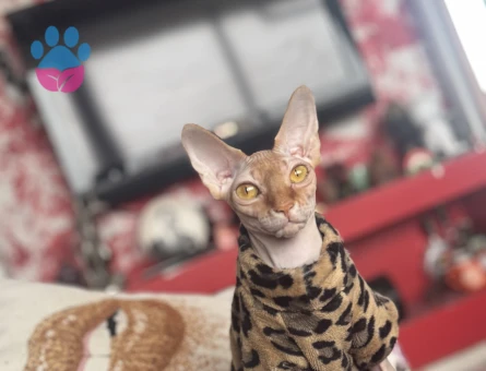 Sfenks dişi 1,5 Yaşında Eş Arıyor