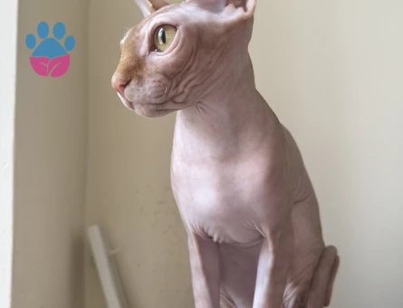 Sfenks dişi 1,5 Yaşında Eş Arıyor