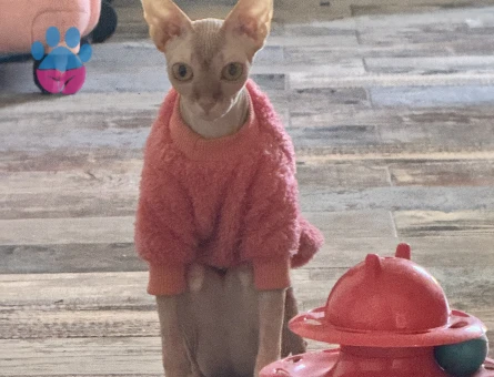 Sfenks dişi 1,5 Yaşında Eş Arıyor