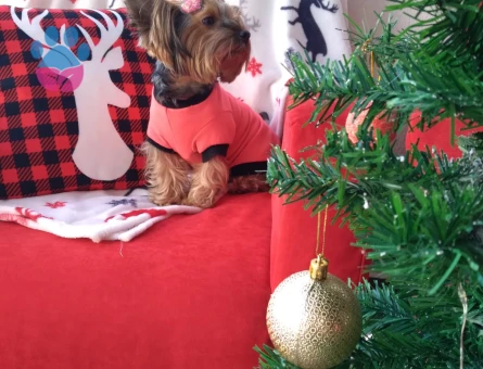 Yorkshire Terrier Kızım'a Eş arıyorum