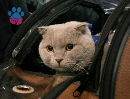 Yakışıklı Oğluma Gelin Adayı Arıyorum