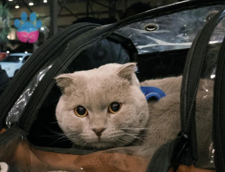 Yakışıklı Oğluma Gelin Adayı Arıyorum