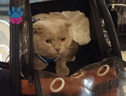 Yakışıklı Oğluma Gelin Adayı Arıyorum