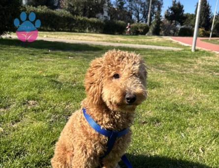 Toy Poodle Köpeğime Eş arıyoruz