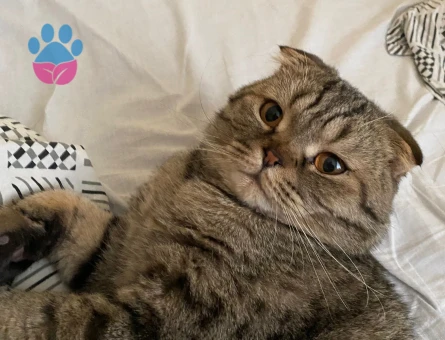 Oğlumuz dobi için gelin arıyoruz