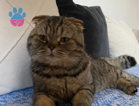 Oğlumuz dobi için gelin arıyoruz