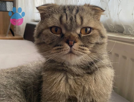 Oğlumuz dobi için gelin arıyoruz