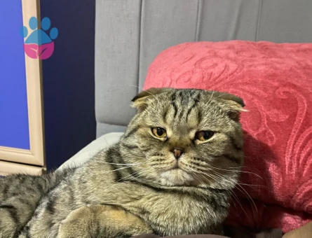 Oğlumuz dobi için gelin arıyoruz