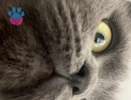 Scottish Fold 2 Yaşında Eş Arıyor