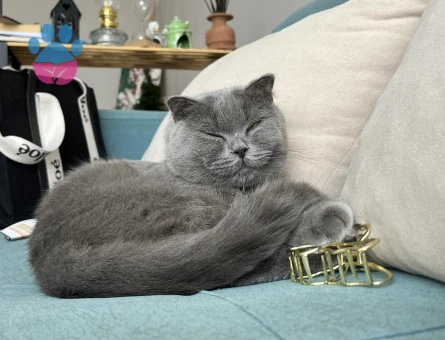 Scottish Fold 2 Yaşında Eş Arıyor