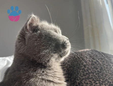 Scottish Fold 2 Yaşında Eş Arıyor