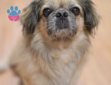 9 yaşında Pekinez Oğlumuza Eş arıyoruz