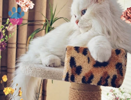 iran kedisi eş arıyorum