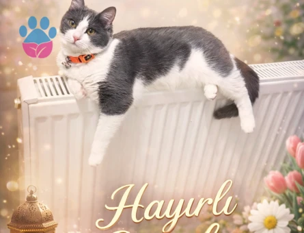 Sütlaç kızıma eş arıyorum