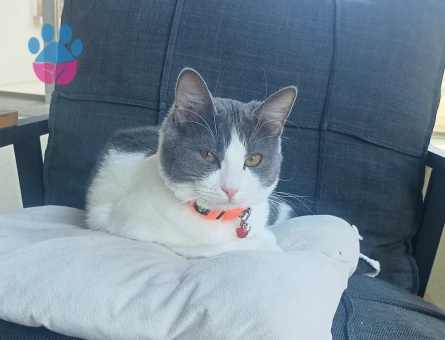 Sütlaç kızıma eş arıyorum