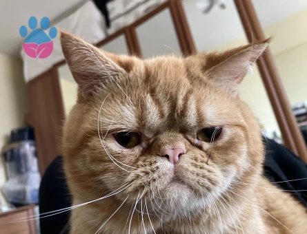 Oğluma Eş arıyororuz