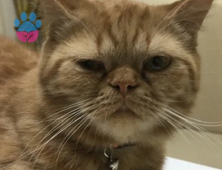 Oğluma Eş arıyororuz