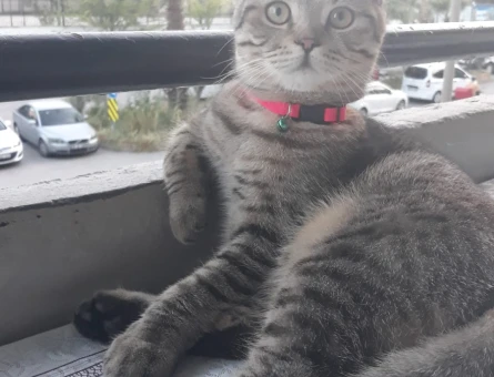 Scottish Fold Petime eş arıyorum - 118966484