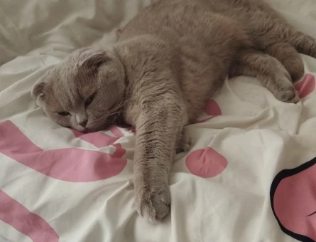 Scottish Fold Paşa'ma Gelin Adayları Bekliyoruz - 118966486