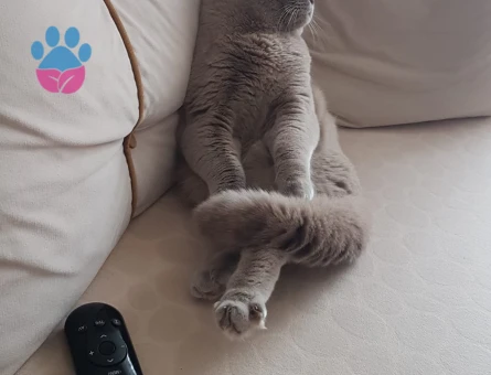 Scottish Fold Paşa'ma Gelin Adayları Bekliyoruz