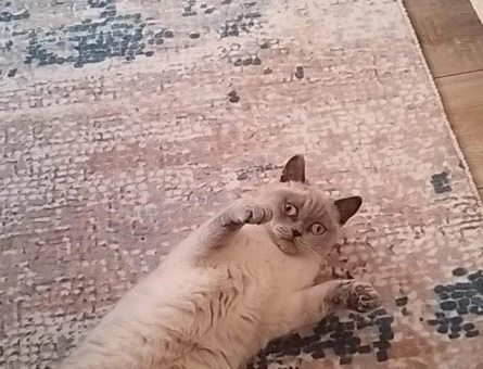 British Shorthair Misi'ye Eş Arıyoruz - 118966494