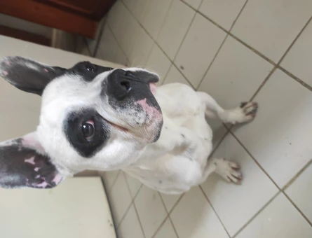 1.5 Yaşında French Bulldog Eş Arıyor - 118966495