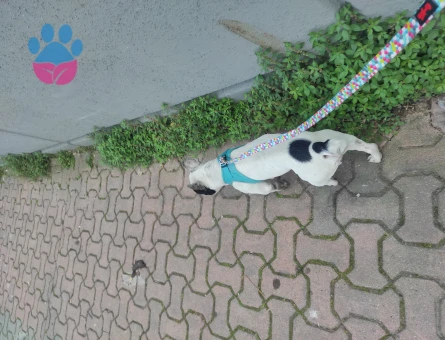 1.5 Yaşında French Bulldog Eş Arıyor