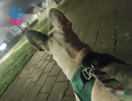 1.5 Yaşında French Bulldog Eş Arıyor