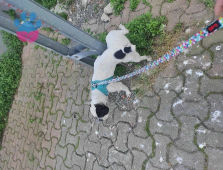 1.5 Yaşında French Bulldog Eş Arıyor
