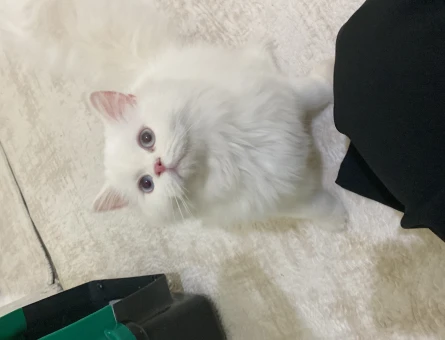 Chinchilla 1 Yaşında Eş Arıyoruz - 118966547